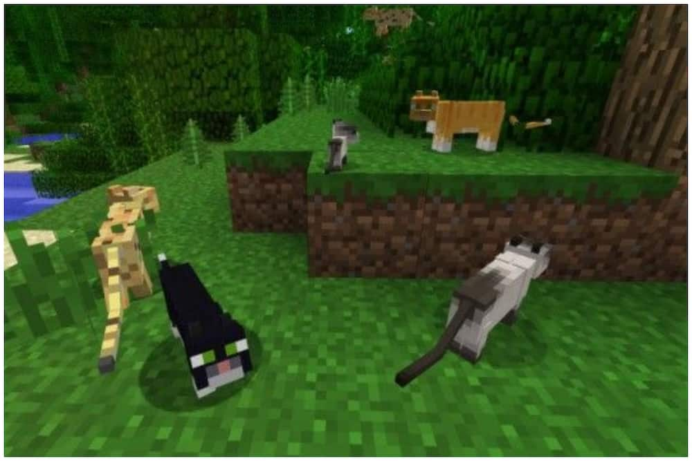 Minecraft characters